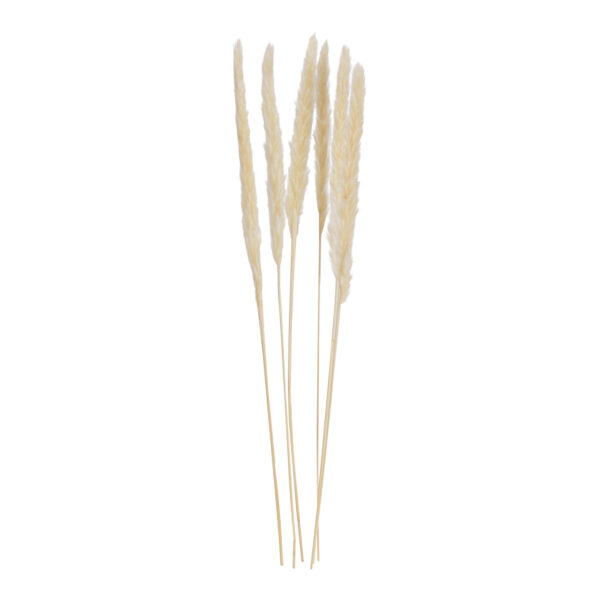 Hierba de la pampa blanca, juego de 6, 75 cm