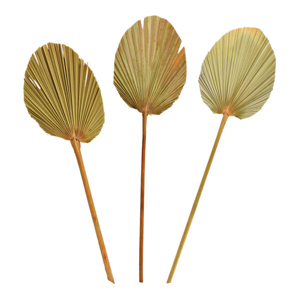 Juego de 3 hojas de palma de material natural, (ancho/alto) 15 x 60 cm