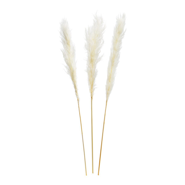 Juego de 3 hierbas de la pampa de material natural Blanco, (Alto) 100-115 cm