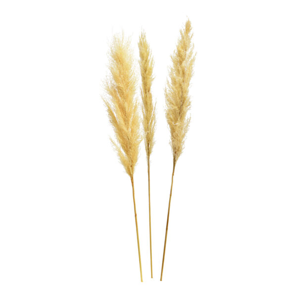 Juego de 3 hierbas de la pampa de material natural color crema, (alto) 100-115 cm