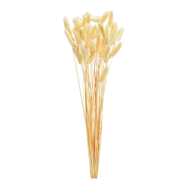 Ramo de Lagurus de material natural blanco, juego de 50, (alto) 50 cm