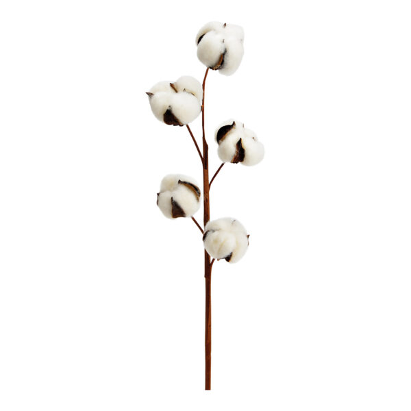 Rama de algodón 5 cabezas de material natural naturaleza (H) 50cm